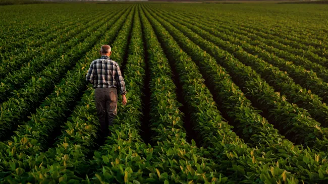 Soybean farmers